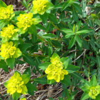 Euphorbe verruqueuse