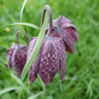 Fritillaire pintade, Fritillaire damier