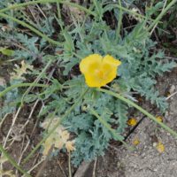 Glaucière jaune, Pavot cornu, Pavot jaune des sables