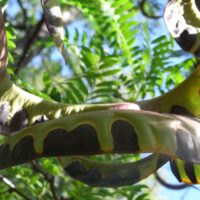 Févier du Caucase, Févier de la mer caspienne