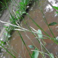 Glycérie flottante, La Brouille, Manne de Provence