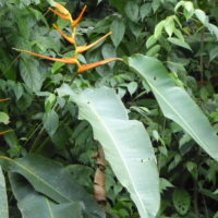 Héliconie hirsute, Balisier hirsute