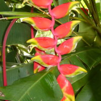 Héliconie rostrée,Héliconie bec de perroquet,Balisier rostré,Faux oiseau du paradis