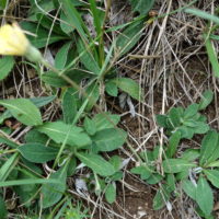 Epervière piloselle, Piloselle officinale, Oreille de souris