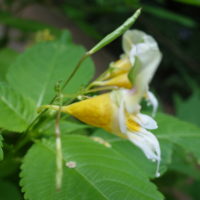 Balsamine des bois, Impatiente ne-me-touche-pas