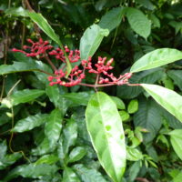 Jatropa fleur, Pignon d’Inde, Epika, Jatropa Guitare