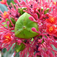 Plante-bouteille, Plante-corail, Baobab nain, Médicinier