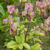 Kalanchoé à fleurs lâches