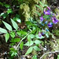 Gesse printanière, Orobe printanier