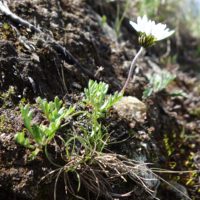 Marguerite des Alpes , Leucanthémopsis des Alpes