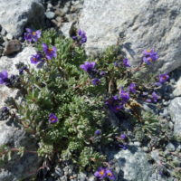 Linaire des Alpes, Muflier des Alpes, Gueule-de-lion des Alpes