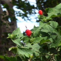 Hibicus dormeur, Hibiscus piment  Mauve collante , Ketmie somnolente