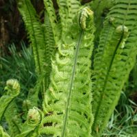Fougère plume d’autruche, Fougère allemande