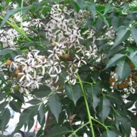 Margousier à feuilles de frêne, Arbre aux chapelets, Lilas de l’Inde, Lilas de Perse, Azedarach