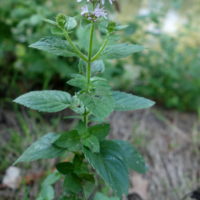 Menthe aquatique, Baume des étangs