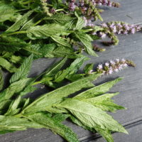 Menthe en épi, Menthe douce, Menthe verte, « Spearmint »