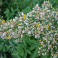 Bambou sacré, Nandine domestique