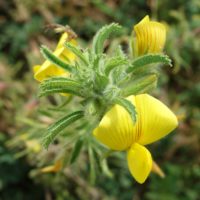 Ononis jaune, Coqsigrue