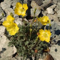 Pavot rhétique, Coquelicot doré