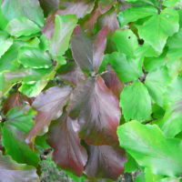 Parrotie de Perse, Arbre de fer, Hêtre de  Perse