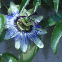 Passiflore bleue, Fleur de la passion