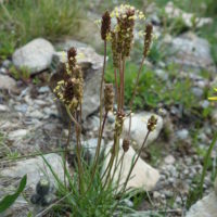 Plantain des Alpes