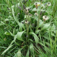 Plantain lancéolé, Petit plantain, Herbe aux 5 coutures, Herbe au charpentier