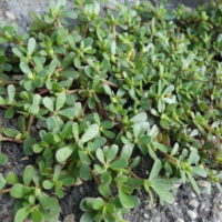 Pourpier potager, Porcelane