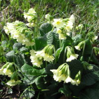 Primevère élevée, Cou-cou des bois