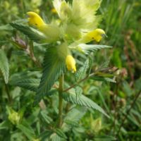 Rhinanthe velu, Rhinanthe crête de coq