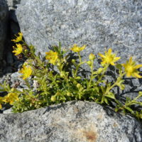 Saxifrage ciliée, Saxifrage des ruisseaux, Saxifrage faux aizoon, Saxifrage jaune