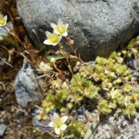 Saxifrage faux bryum, Saxifrage mousse