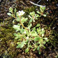 Saxifrage à 3 doigts, Perce-pierre