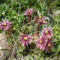 Joubarbe des montagnes
