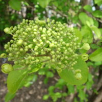 Viorne à grosses têtes, Viorne de Fortune, Boule-de- neige-de-Chine