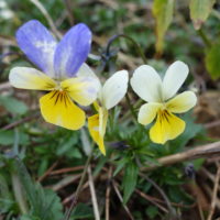 Pensée des champs, Fleur de la Trinité