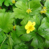 Waldsténie faux-fraisier