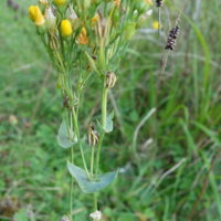 Blackstonie perfoliée, Chlorette, Centaurée perfoliée