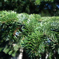 Sapin de Nordmann, Arbre de Noël, Sapin du Caucase, Sapin de Crimée