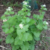 Alliaire pétiolée, Herbe à l’Ail, Alliaire officinale