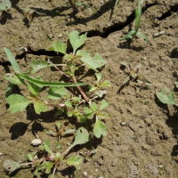 Amarante blette émarginée