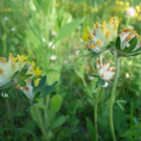 Anthyllide vulnéraire, Trèfle des sables,Thé chambard