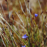 Aphyllanthe de Montpellier, Œillet bleu de Montpellier, Bragalou, Herbe à lièvre