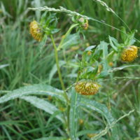 Bident penché, Chevrette