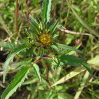 Bident triparti, Bident à 3 divisions, Chanvre d’eau