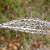 Pied-de-poule, Chiendent à balai, Barbon ischème