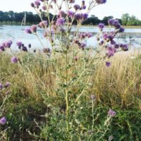 Cirse des champs, Chardon des champs