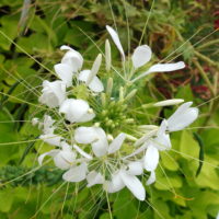 Cléome épineux, Fleur araignée