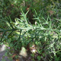 Collétie très épineuse, Épine de la crucifixion