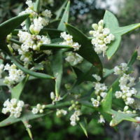 Collétie croisette, Collétie croix de fer